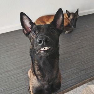 Meet your Posher, Sasha